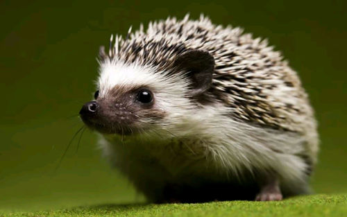 Close-up portrait of an animal