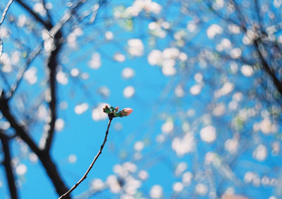 Low angle view of insect on blue flower