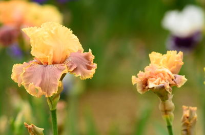 Close-up of yellow flowering plant on field