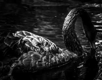 Swimming black swan