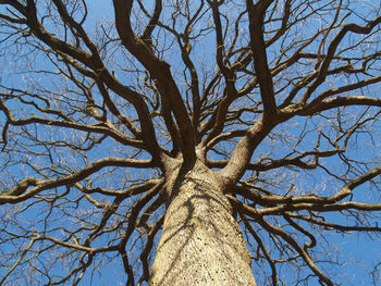 Low angle view of bare tree against blue sky