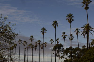 Low angle view of palm trees against sky