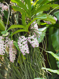 Close-up of purple flowering plants