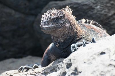Close-up of marine iguana