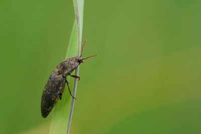 Natural close-up on a grey colored clicking beetle, agrypnus murina on a grass-blade