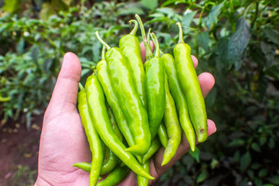 Close-up of hand holding chili peppers