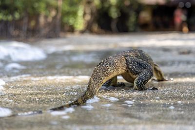 Close-up of a lizard on rock