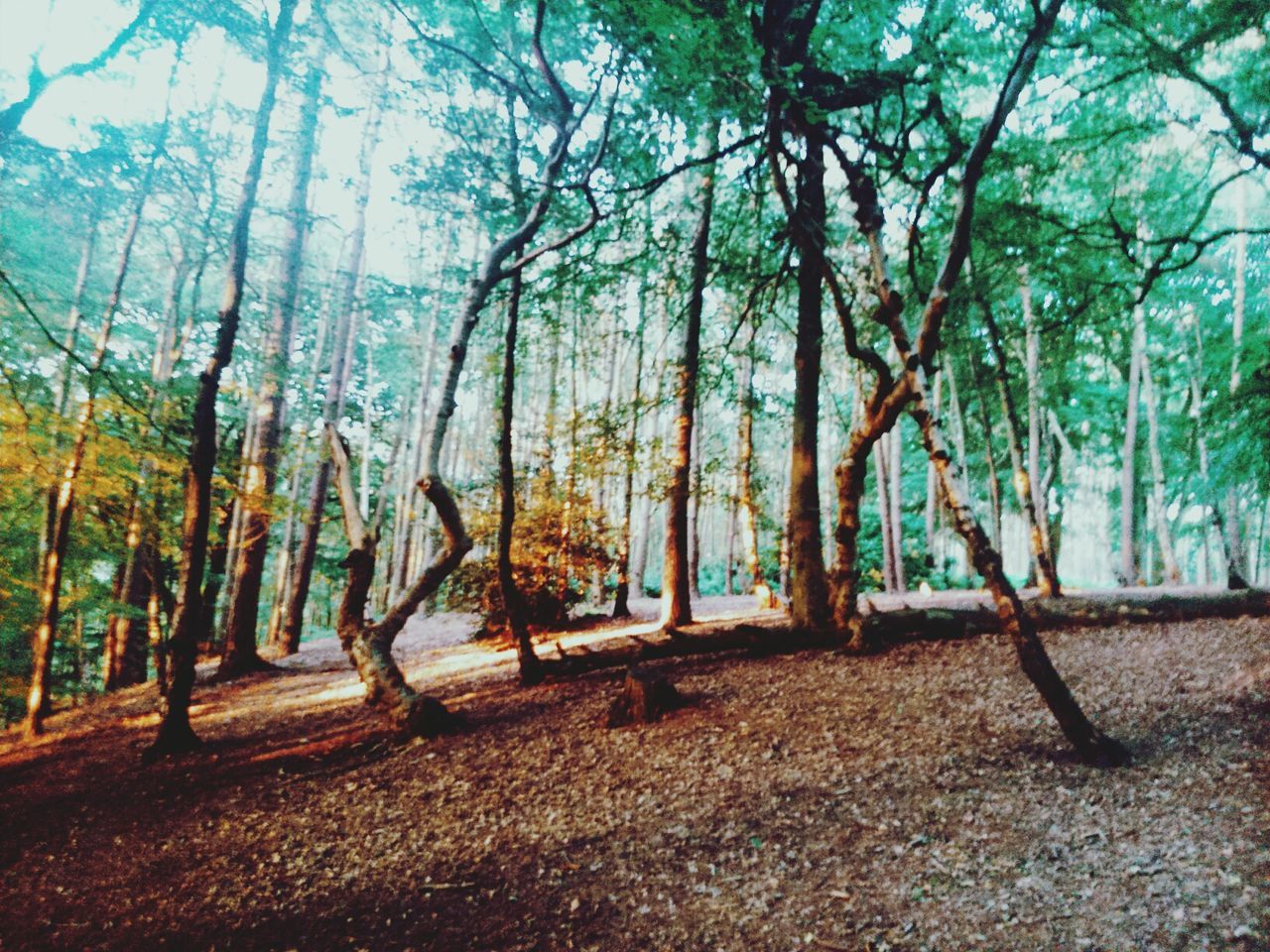 tree, tranquility, tree trunk, tranquil scene, nature, growth, scenics, beauty in nature, branch, forest, landscape, day, sunlight, non-urban scene, sky, outdoors, woodland, idyllic, no people, park - man made space