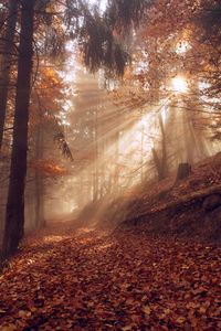 Trees in forest during autumn