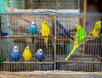 View of birds in cage