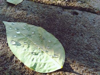 High angle view of leaf on wet rock