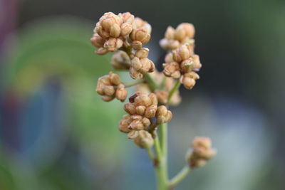Close-up of buds growing outdoors