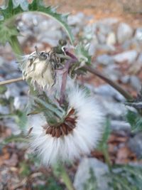 Close-up of honey bee on plant