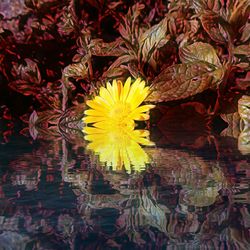 Close-up of yellow flower