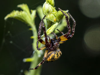 Macro-photo of a large female spider 