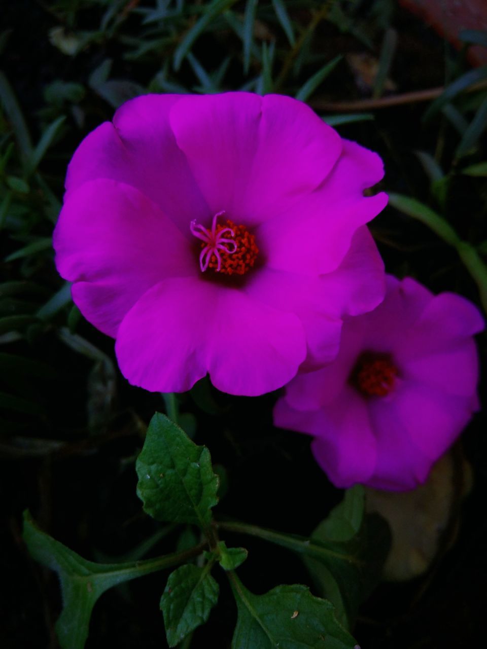 CLOSE-UP OF PINK AND PURPLE FLOWER