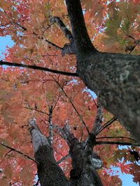Low angle view of tree during autumn