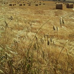 View of trees in field