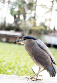 Close up of a black-crowned night heron