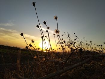 Close-up of plants on field against sky during sunset