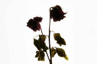 Close-up of plant over white background