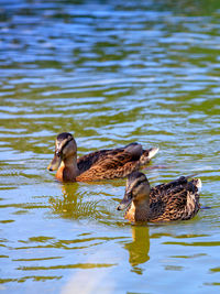 Two wild brown cute ducks swimming together, close-up.