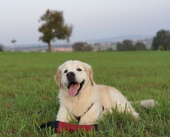 Dog looking away on field