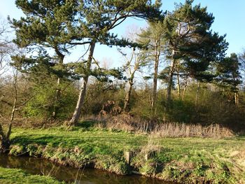 Trees growing on grassy field