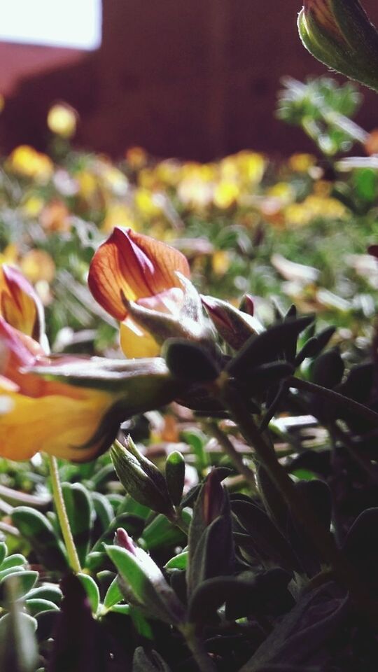 flower, nature, petal, beauty in nature, fragility, growth, freshness, plant, flower head, no people, close-up, day, blooming, outdoors