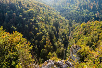 Trees in forest