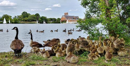 Canada geese with goslings at lakeshore