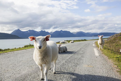 Sheep standing in a road