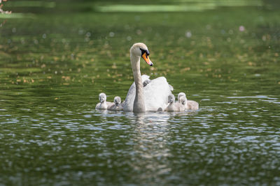 Swans swimming in lake