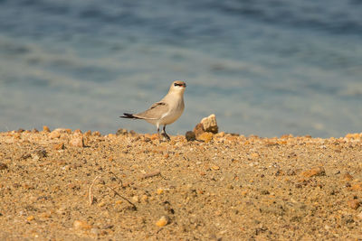 Seagull perching on a beach