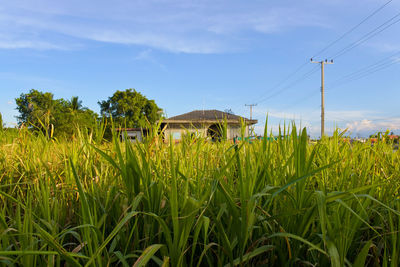 Plants growing on field against sky