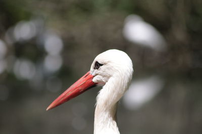 Close up of bird