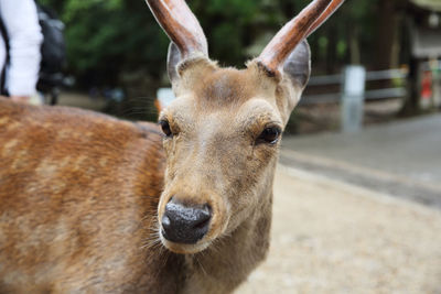 Close-up portrait of a horse