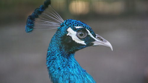 Close-up of a peacock
