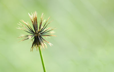 Close-up of plant against white background