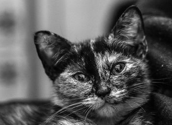 Close-up portrait of cat at home