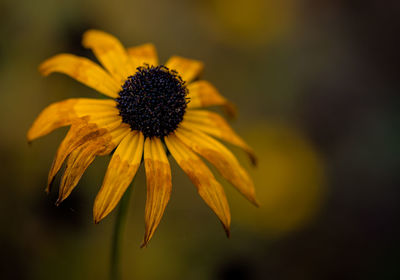 Close-up of yellow flower blooming outdoors