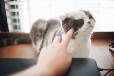 Close-up of woman with kitten