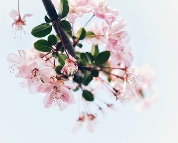 Close-up of pink cherry blossoms