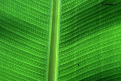 Full frame shot of palm leaf