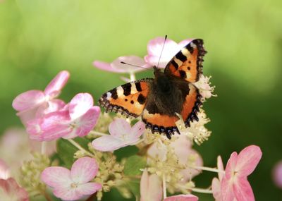 Butterfly pollinating on pink flower