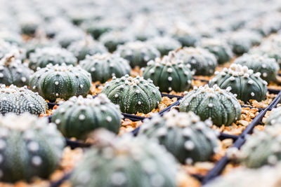 Full frame shot of plants