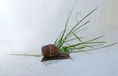 High angle view of snail on leaf