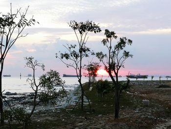 Trees on beach against sky