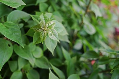 Close-up of green plant