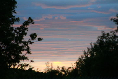 Low angle view of trees against sky